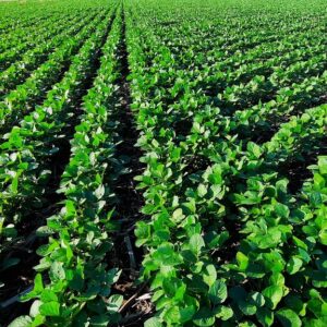 Agricultura de precisión