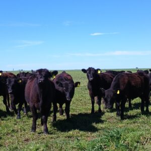 Empresarios ganaderos