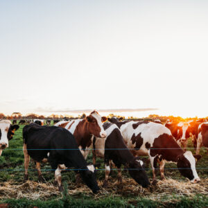 Comercialización lechera
